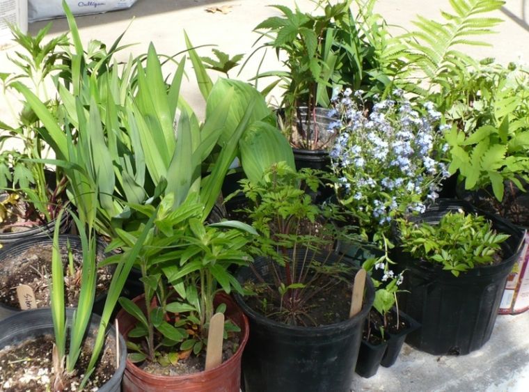 Moondance Patio Homes plant sale Oct. 5